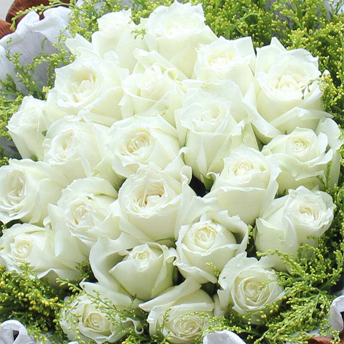 White Rose